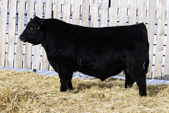 bull